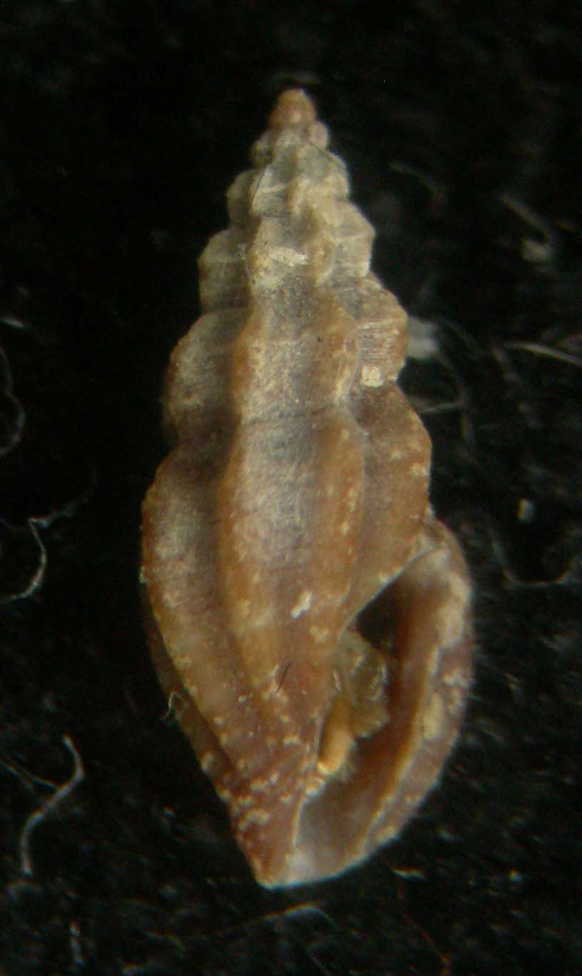 mangelia scabrida